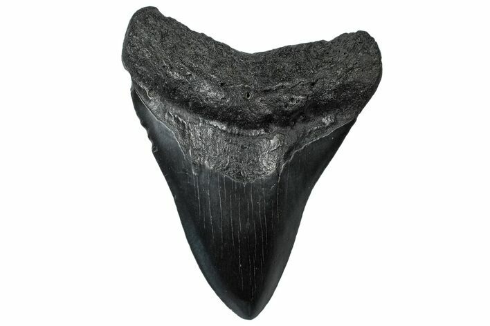 Fossil Megalodon Tooth - South Carolina #299448